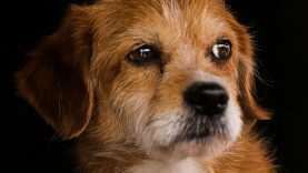 animales-toman-malas-decisiones-si-eligen-entre-muchas-opciones